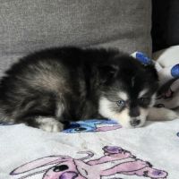 Pomsky f4 mini #5