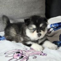 Pomsky f4 mini #6