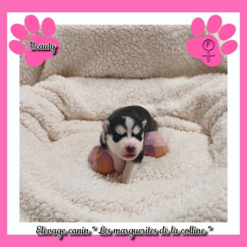 Chiots husky de sibérie à réserver. #1