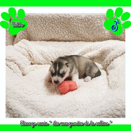 Chiots husky de sibérie à réserver. #2