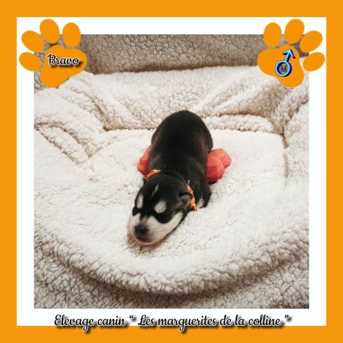 Chiots husky de sibérie à réserver. #5