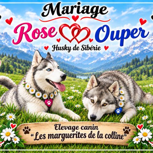 Chiots husky de sibérie à réserver. #7