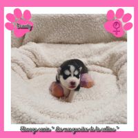 Chiots husky de sibérie à réserver. #1