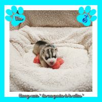 Chiots husky de sibérie à réserver. #3