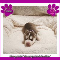 Chiots husky de sibérie à réserver. #4