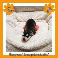 Chiots husky de sibérie à réserver. #5