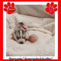 Chiots husky de sibérie à réserver. #6