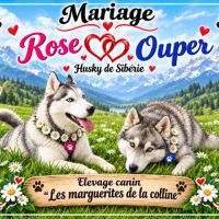 Chiots husky de sibérie à réserver. #7