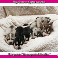 Chiots husky de sibérie à réserver.
