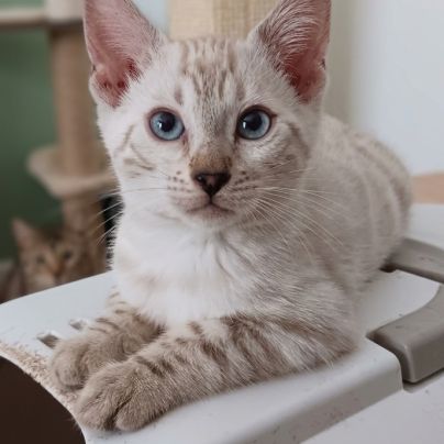 Chaton bengal #1