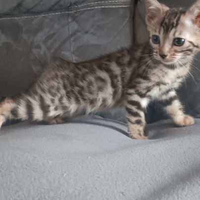 Chaton bengal #2