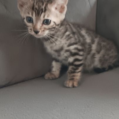 Chaton bengal #3