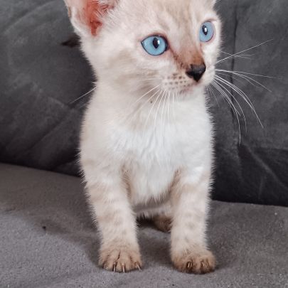 Chaton bengal #6
