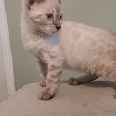 Chaton bengal #0