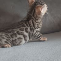 Chaton bengal #4