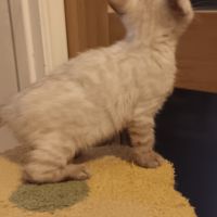 Chaton bengal #5