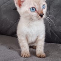 Chaton bengal #6