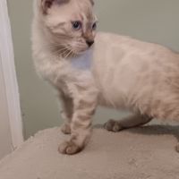Chaton bengal
