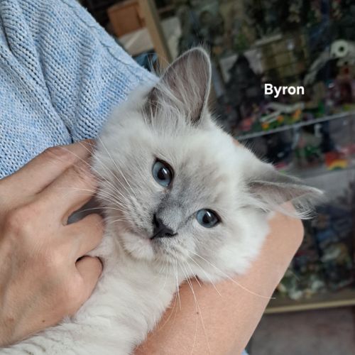 Adorable chaton ragdoll à adopter #0