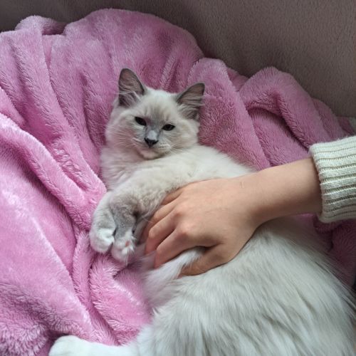 Adorable chaton ragdoll à adopter #3