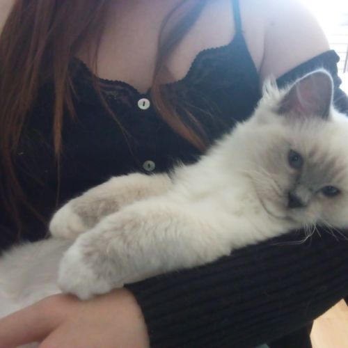 Adorable chatonne ragdoll à adopter #3