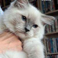 Adorable chatonne ragdoll à adopter
