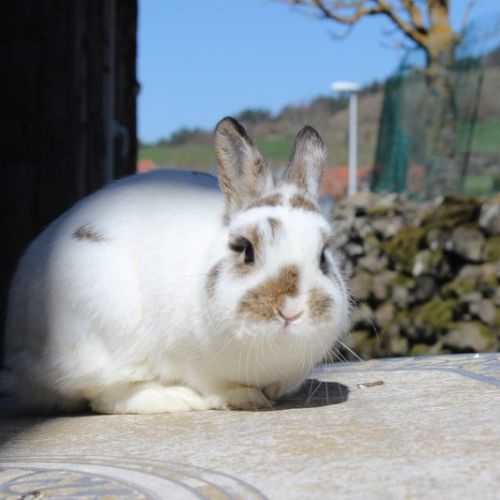 Lapine naine