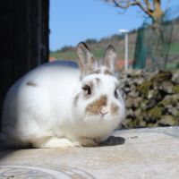 Lapine naine