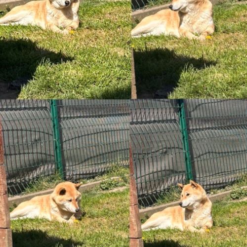Shiba inu femelle retraitée #1