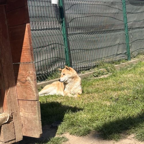 Shiba inu femelle retraitée #3