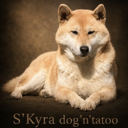 Shiba inu femelle retraitée #0