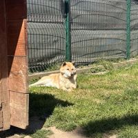 Shiba inu femelle retraitée #2