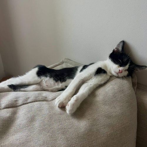 Speed petit chaton #2