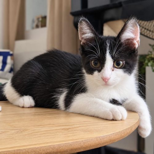Speed petit chaton #0