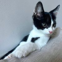 Speed petit chaton #1