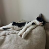 Speed petit chaton #2