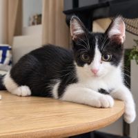 Speed petit chaton