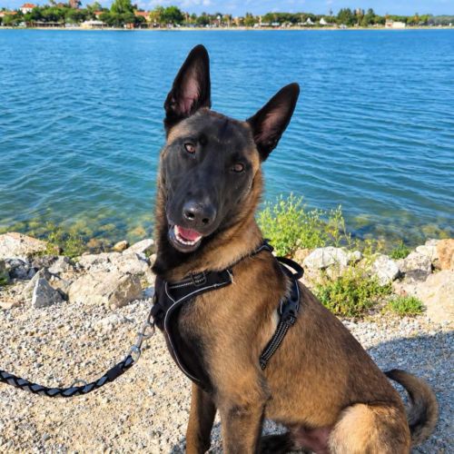 Aïko jeune malinois #1