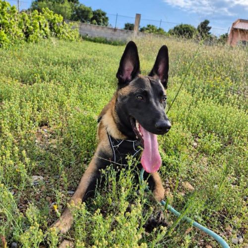 Aïko jeune malinois #2