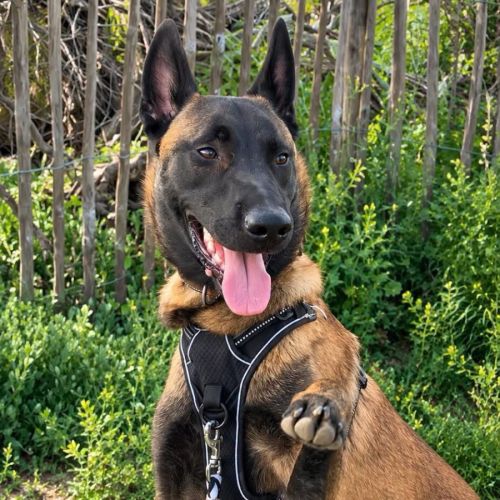 Aïko jeune malinois