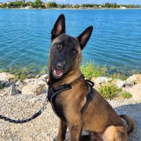 Aïko jeune malinois #1