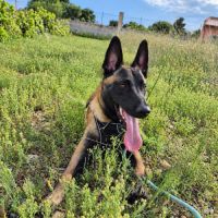 Aïko jeune malinois #2