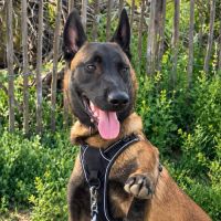 Aïko jeune malinois #0