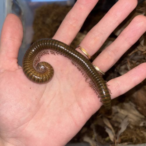 Telodeinopus aoutii (juvéniles) #1
