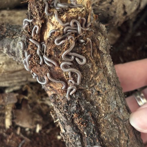 Telodeinopus aoutii (juvéniles) #2