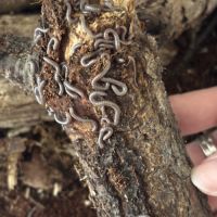 Telodeinopus aoutii (juvéniles) #2