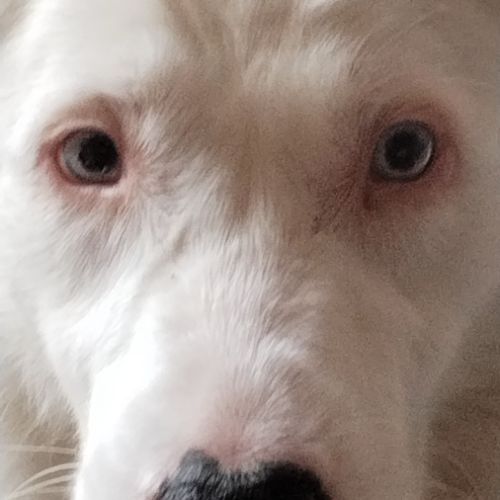 Berger australien double merle #1