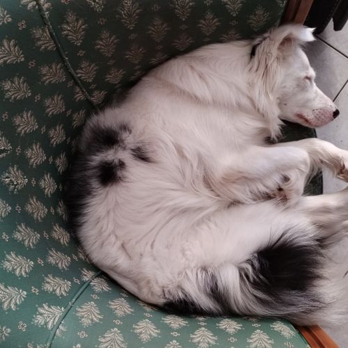 Berger australien double merle #2