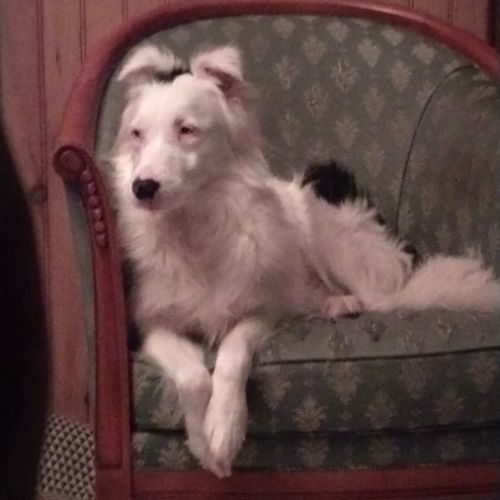 Berger australien double merle #4