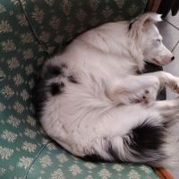 Berger australien double merle #2
